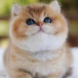 大型猫舍399批发配种德文布偶缅因阿比矮脚曼基康蓝白英