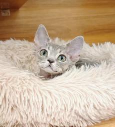 德文卷毛猫自家繁育 售后保障无病无癣定期检疫