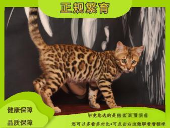 纯种孟加拉豹猫 花纹清晰 疫苗驱虫已做 一对一售后终身指导饲