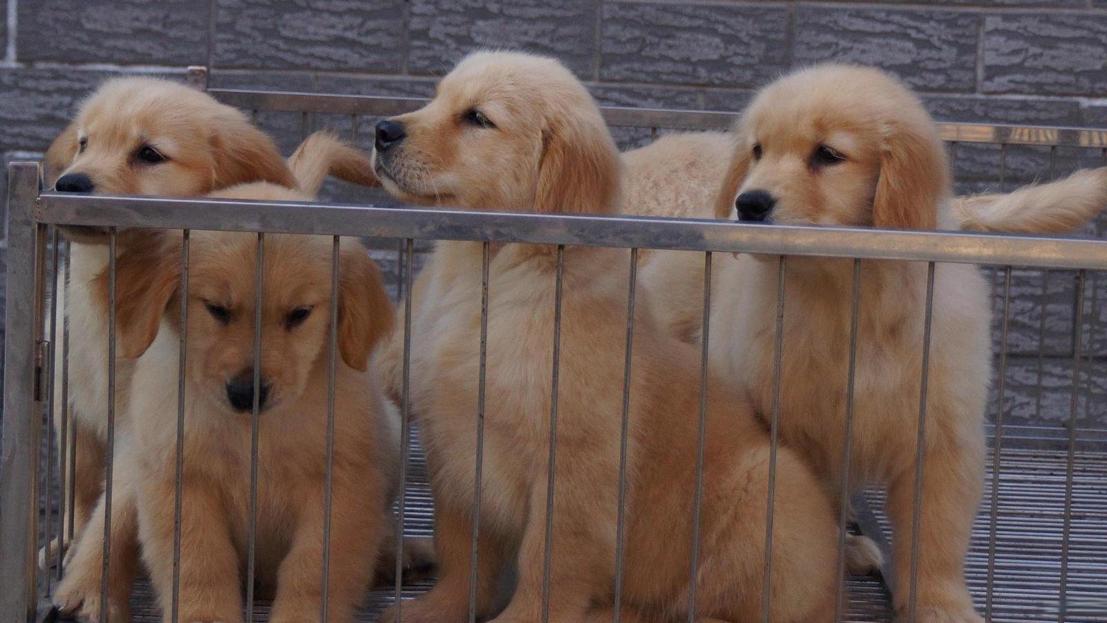 CKU四星金毛犬舍-强宇犬舍出售 冠军直系金毛幼犬