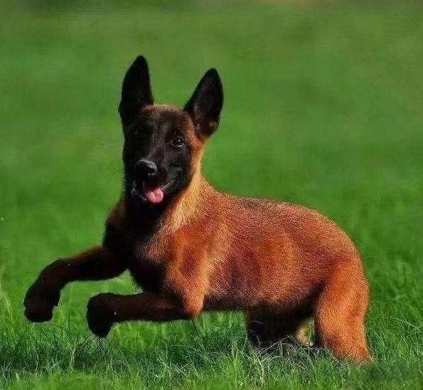 爆红马犬幼犬活体大型比利时牧羊犬看家护院猎犬警犬