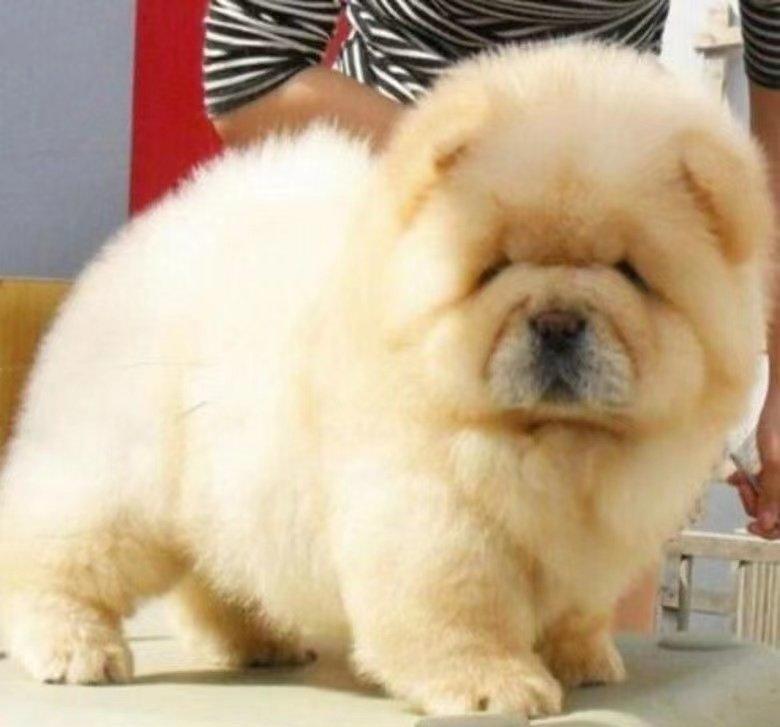 可爱纯种大头肉嘴松狮幼犬公母都有健康活泼漂亮肉呼呼