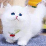 网红拿破仑长毛猫超级可爱